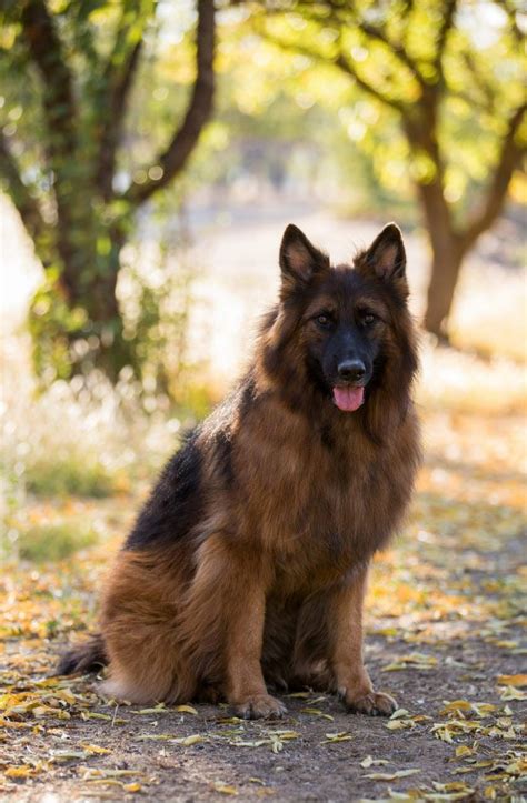 nadelhaus german shepherds|long coat german shepherd puppy.